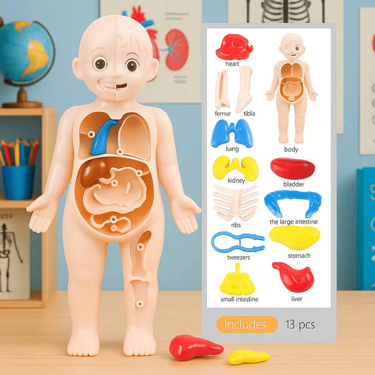 Anatomy model of a child with labeled body parts on a table – educational human body model for kids with inset showing labeled parts